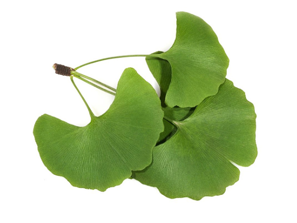 Ginkgo Biloba Leaves