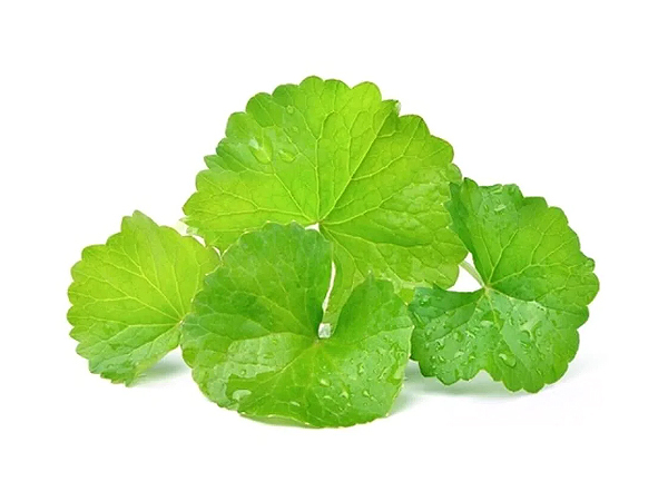 Gotu Kola