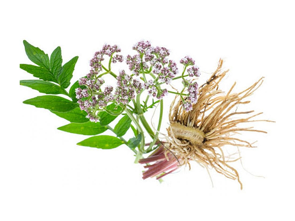 Valeriana Wallichii